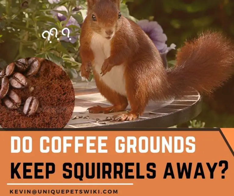 Do Coffee Grounds Keep Squirrels Away Keep Squirrels Away In A