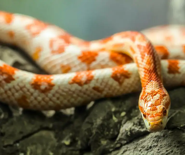 Do Corn Snakes Hibernate