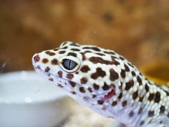 leopard gecko multivitamin