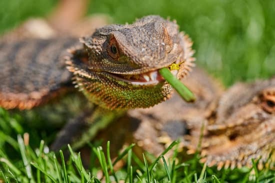 bearded dragon eating vegetables