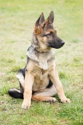 Average Cost Of Buying A German Shepherd After 21 Examples