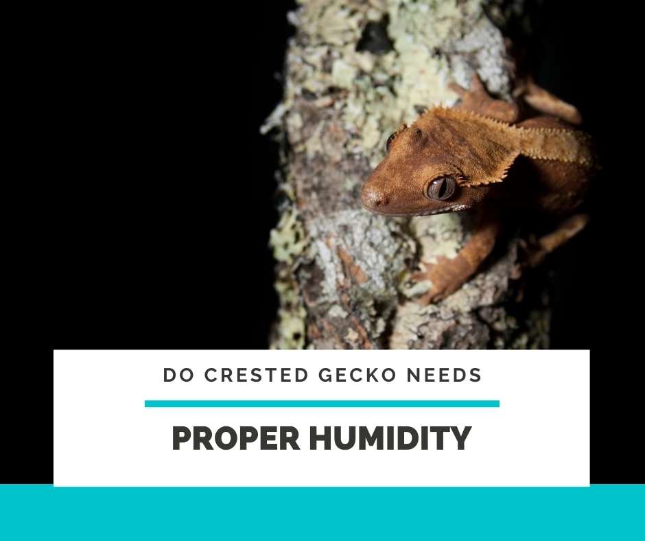 gecko humidifier