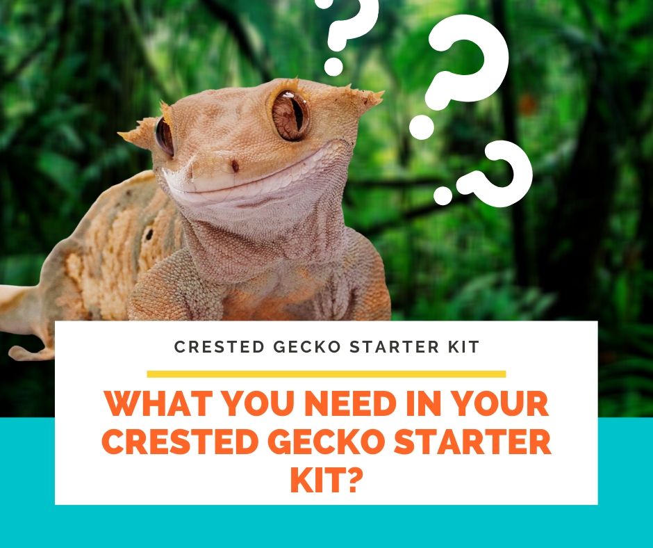 crested gecko starter kit