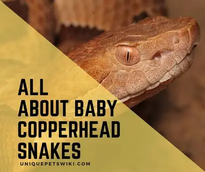7 Ways To Identify Prevent Remove Baby Copperhead Snakes