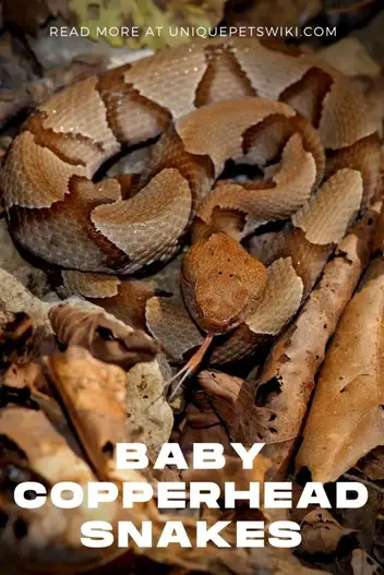 7 Ways To Identify Prevent Remove Baby Copperhead Snakes