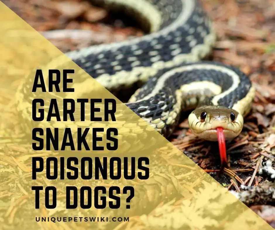 Are Garter Snakes Poisonous To Dogs