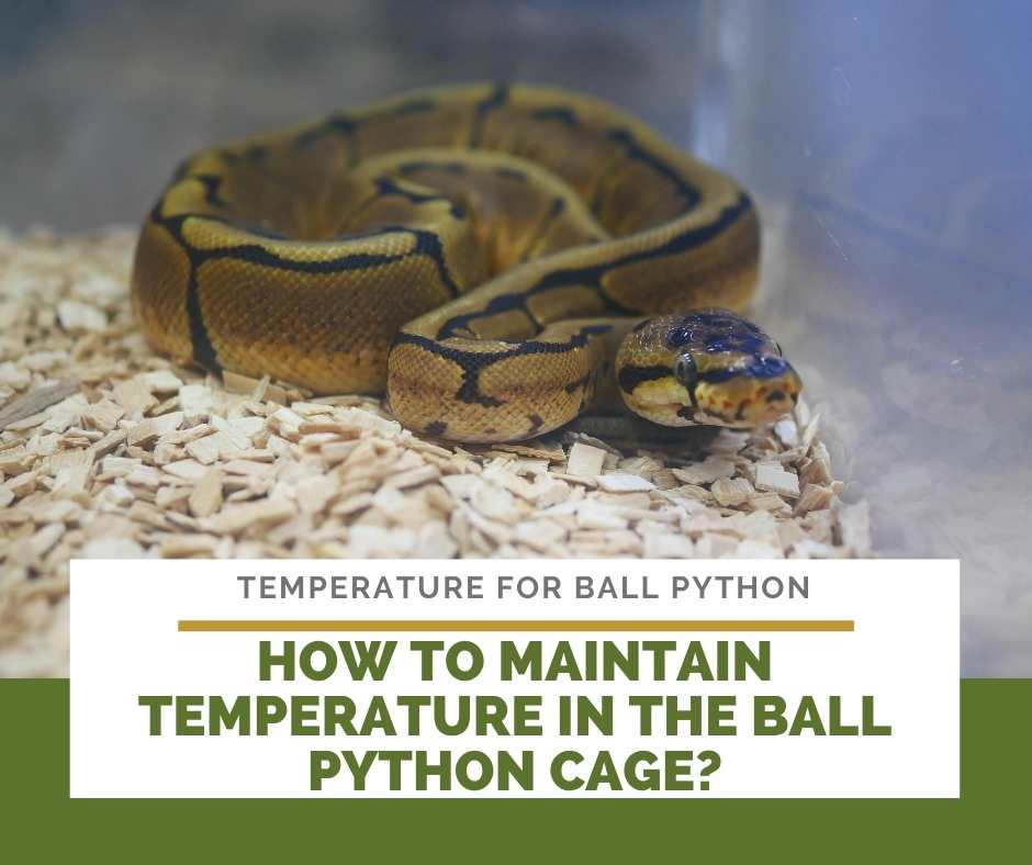 radiant heat panel for ball python