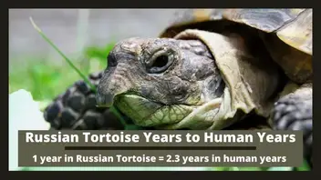 How long do tortoises live in human years