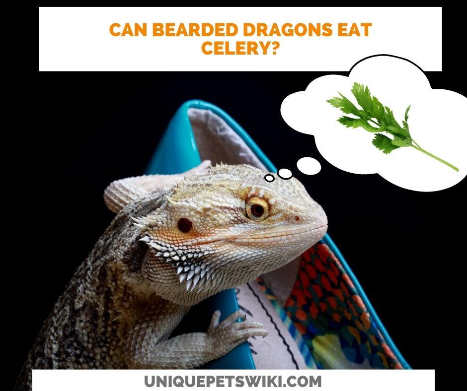 bearded dragon snacks