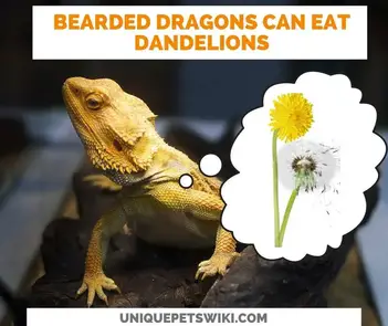 Can Bearded Dragons Eat Dandelions You Ll Be Surprised To Know This