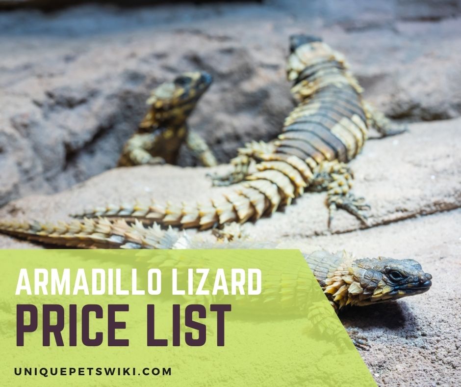 where to get an armadillo lizard