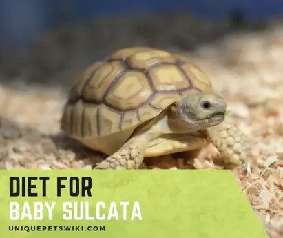 Baby Sulcata Tortoise Diet What Does Baby Sulcata Tortoise Eat