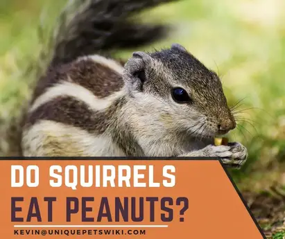 Do Squirrels Eat Peanuts 03 Facts You Must Know