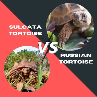 Sulcata Vs Russian Tortoise What Make Good Pet Tortoises