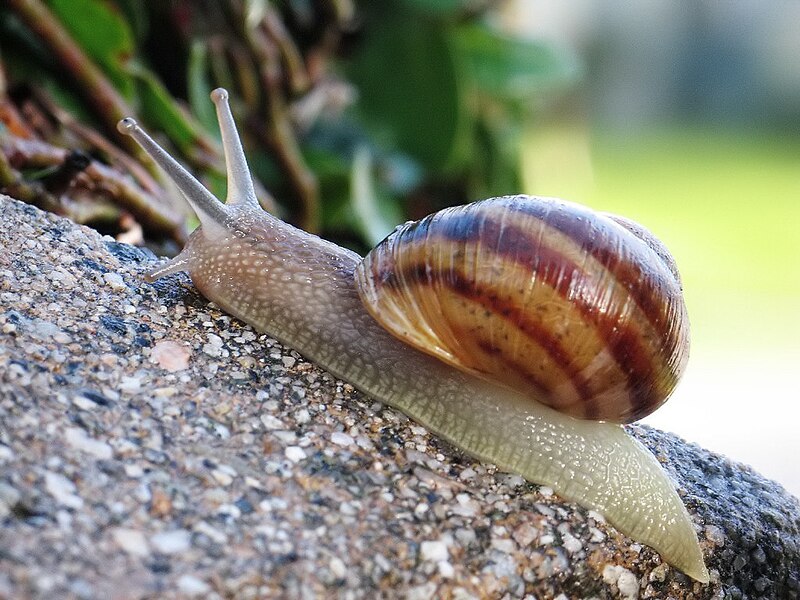 blue tongue skink can eat snails