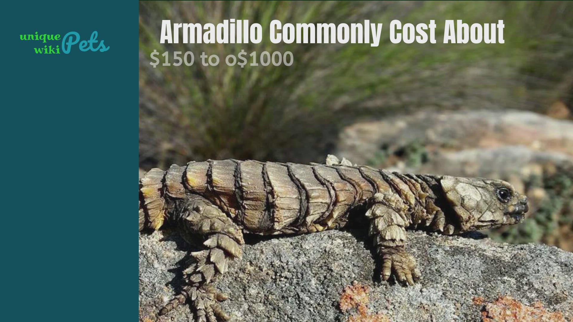armadillo lizard for sale az