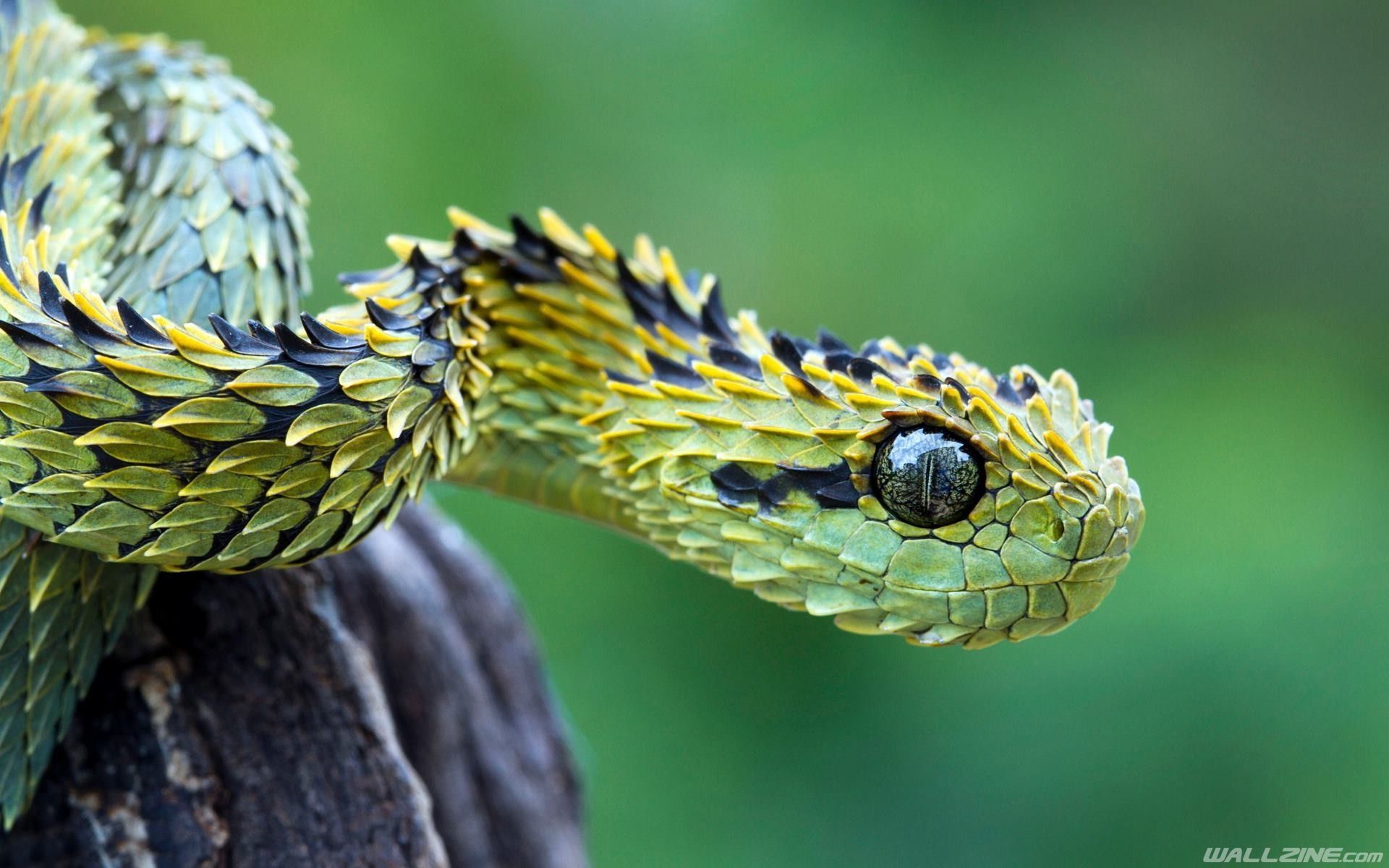 Bush Viper