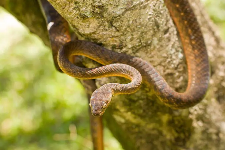 Brown Tree Snake