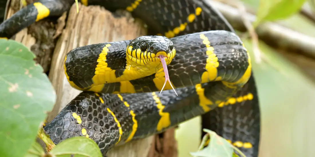 Mangrove Snake