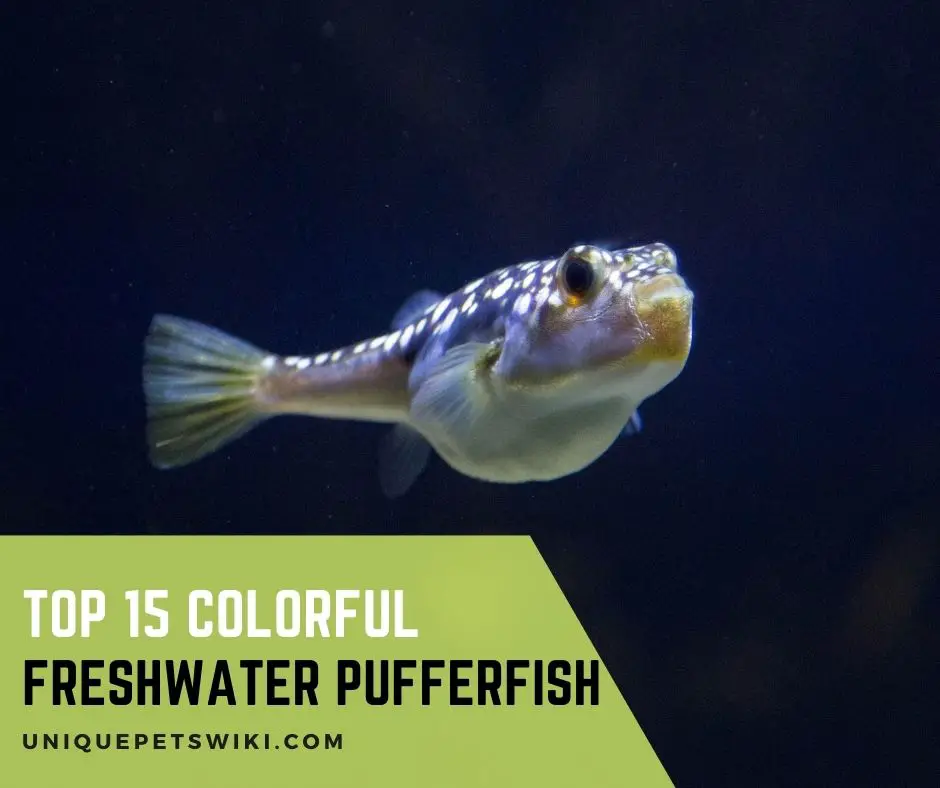 15 Types of Freshwater Pufferfish