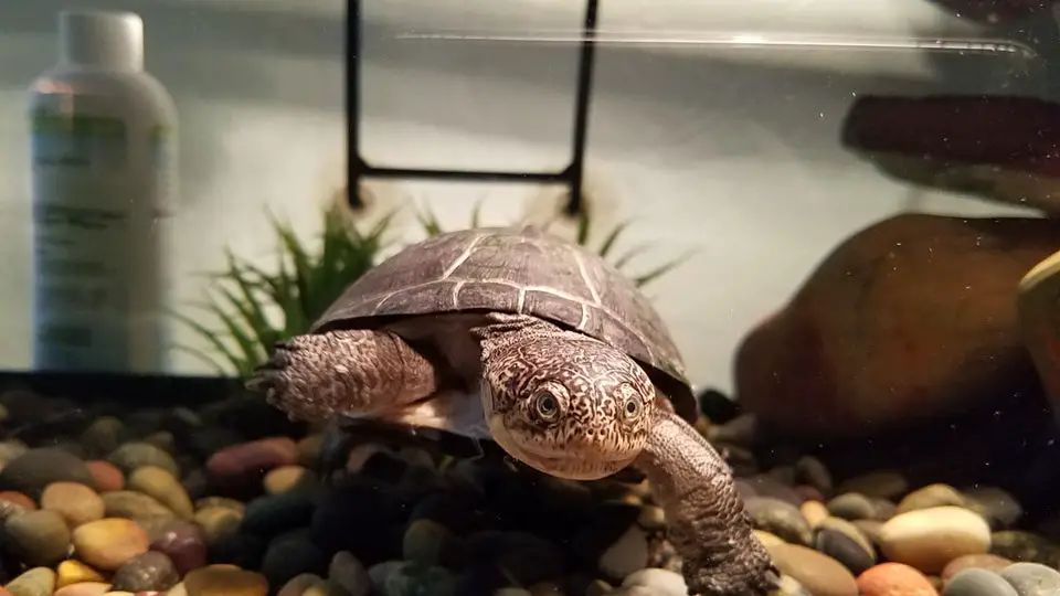 African Aquatic Sideneck Turtle