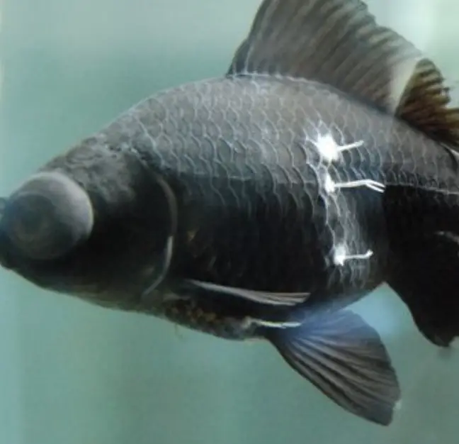 fish with Anchor Worms