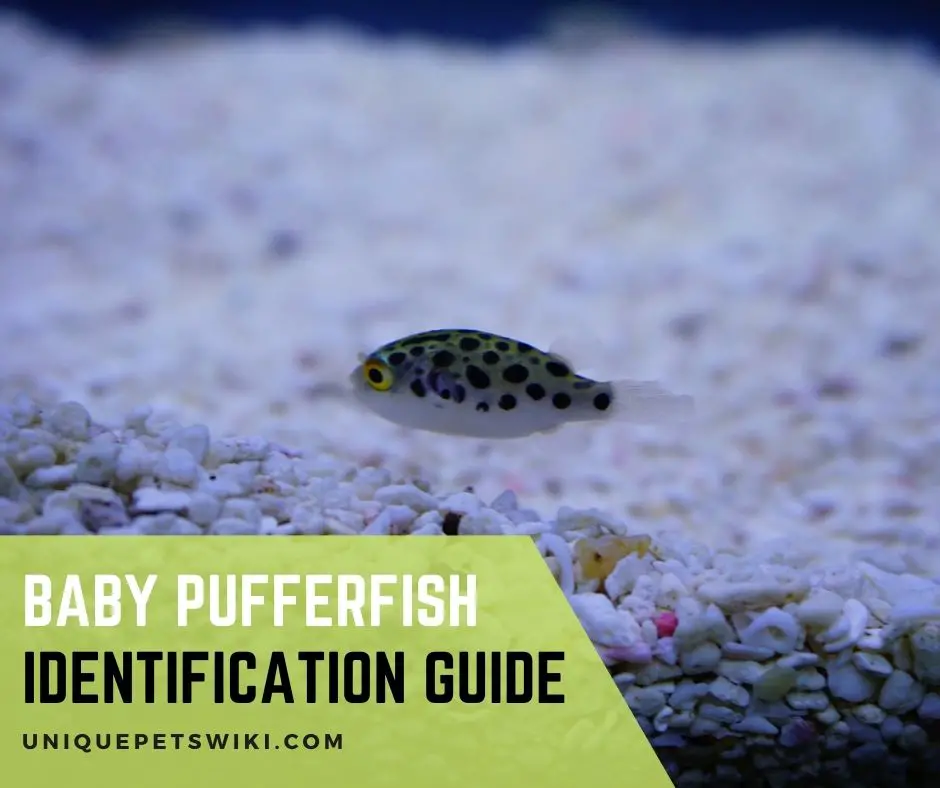 Baby Puffer Fish Identification Guide