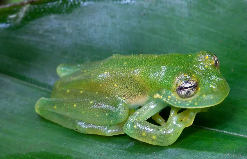 Granular glass frog
