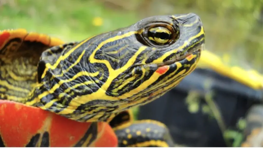 Painted Turtle