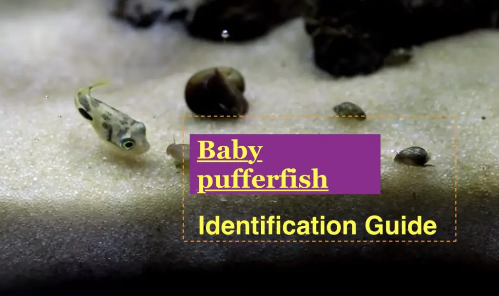 Baby pufferfish Identification Guide