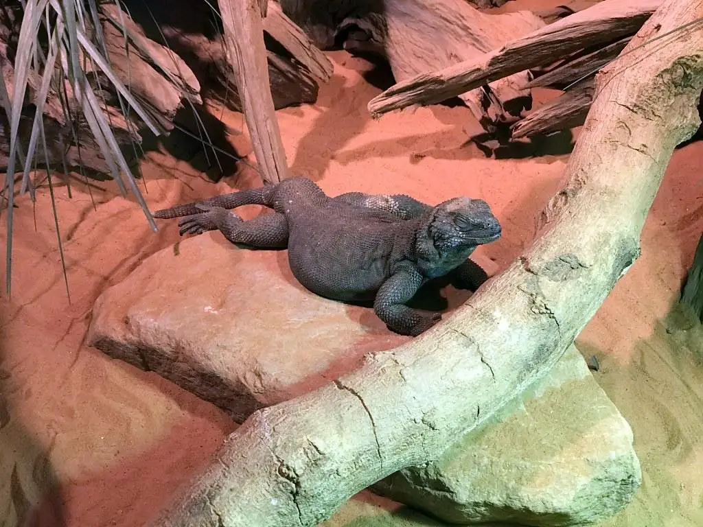 Angel Island Chuckwalla