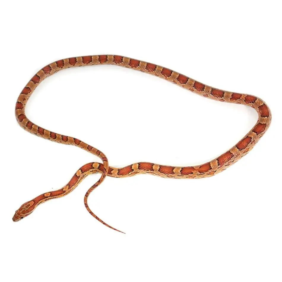 Image result for corn snakes