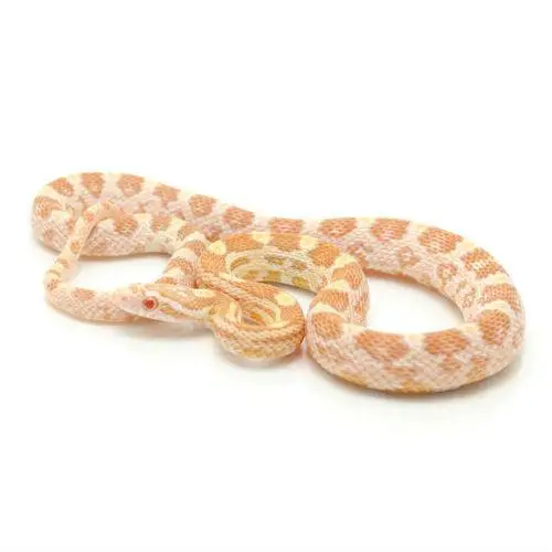 Image result for corn snakes