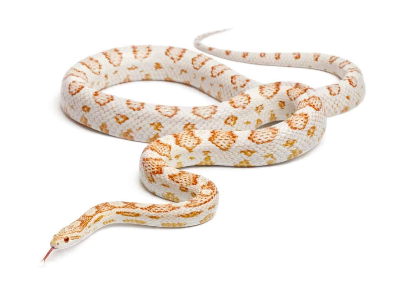 Image result for blizzard corn snakes