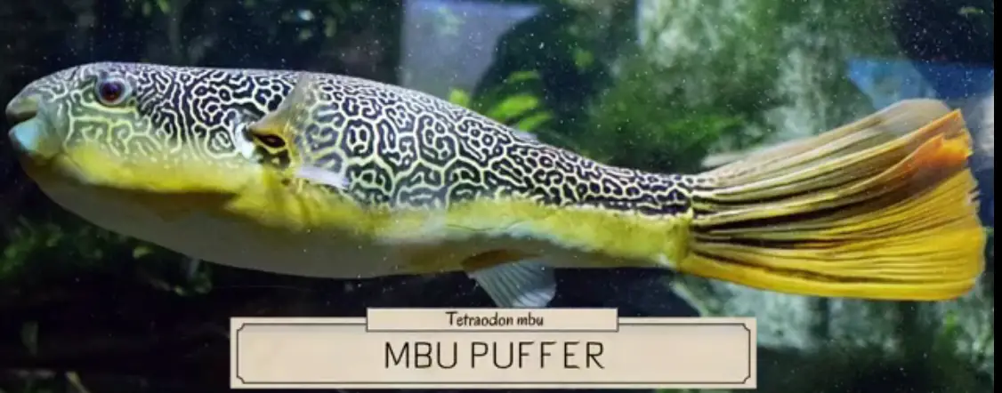 MBU Puffer