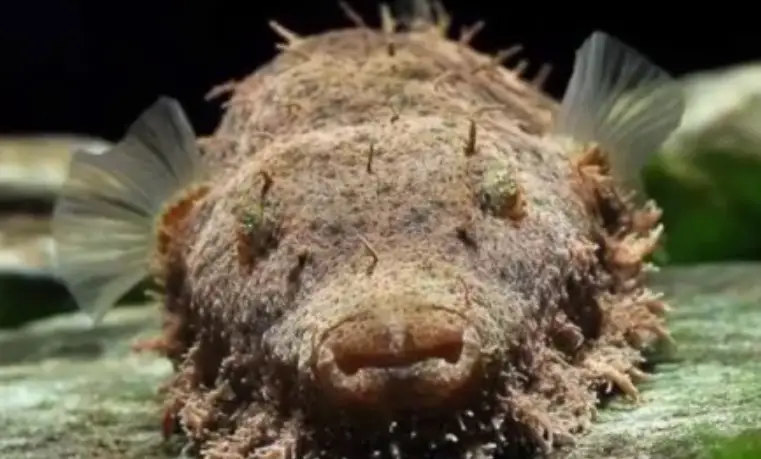 Hairy Puffer