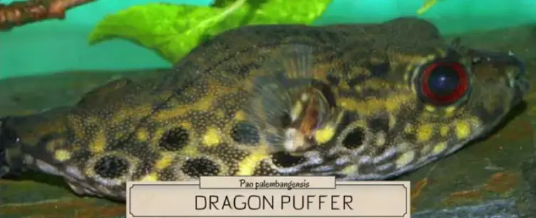 Dragon Puffer