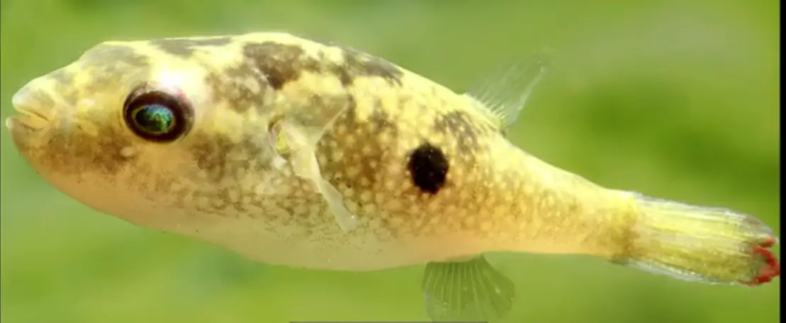 Ocellated Puffer