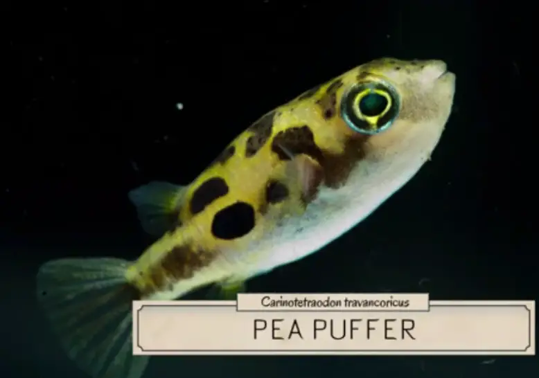 Pea Puffer