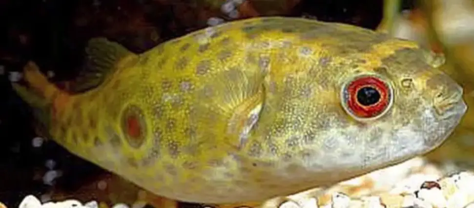 Green Target Puffer