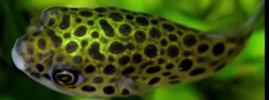 Green Spotted Puffer