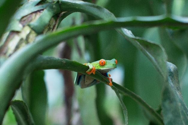 Red-Eye Tree Frog in the Wild