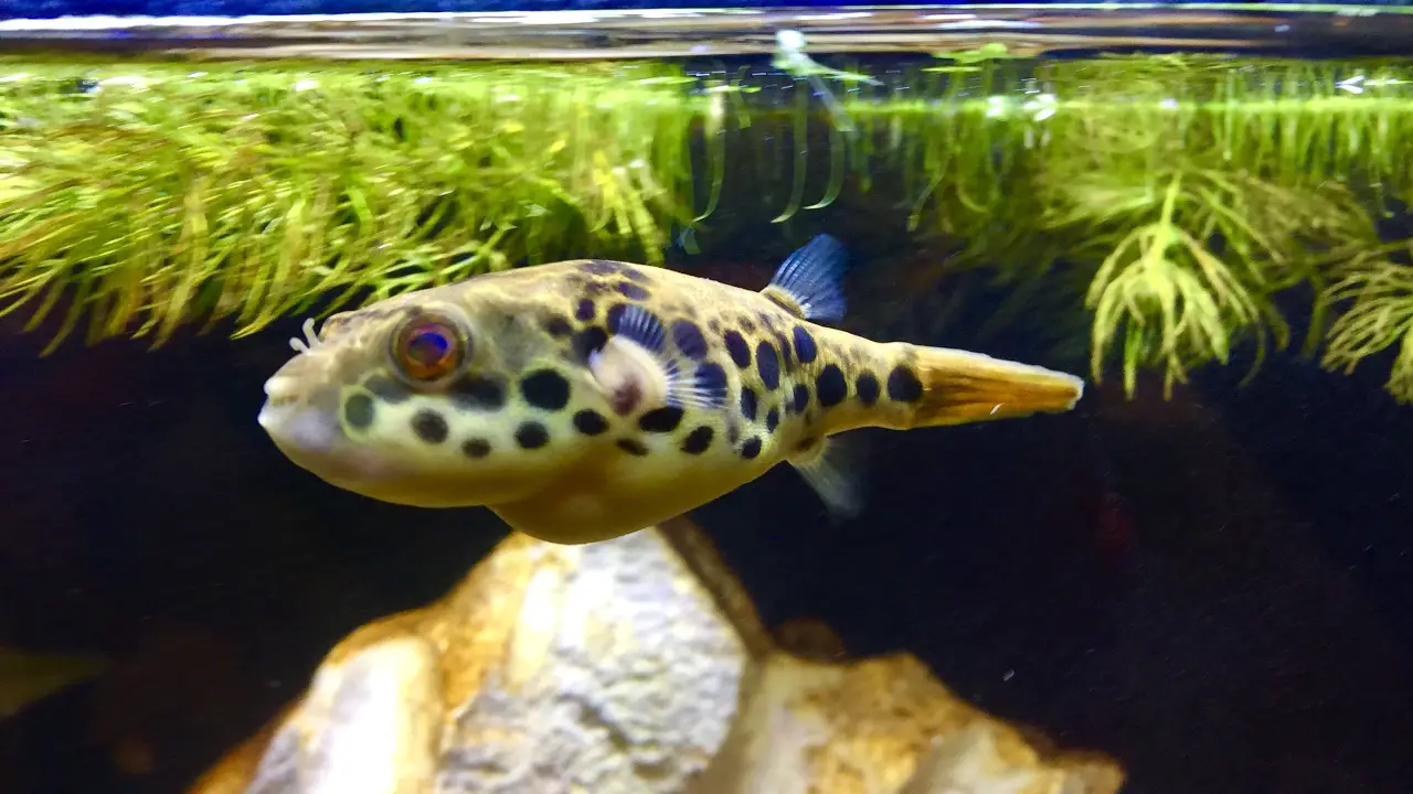 Schoutedeni Puffer