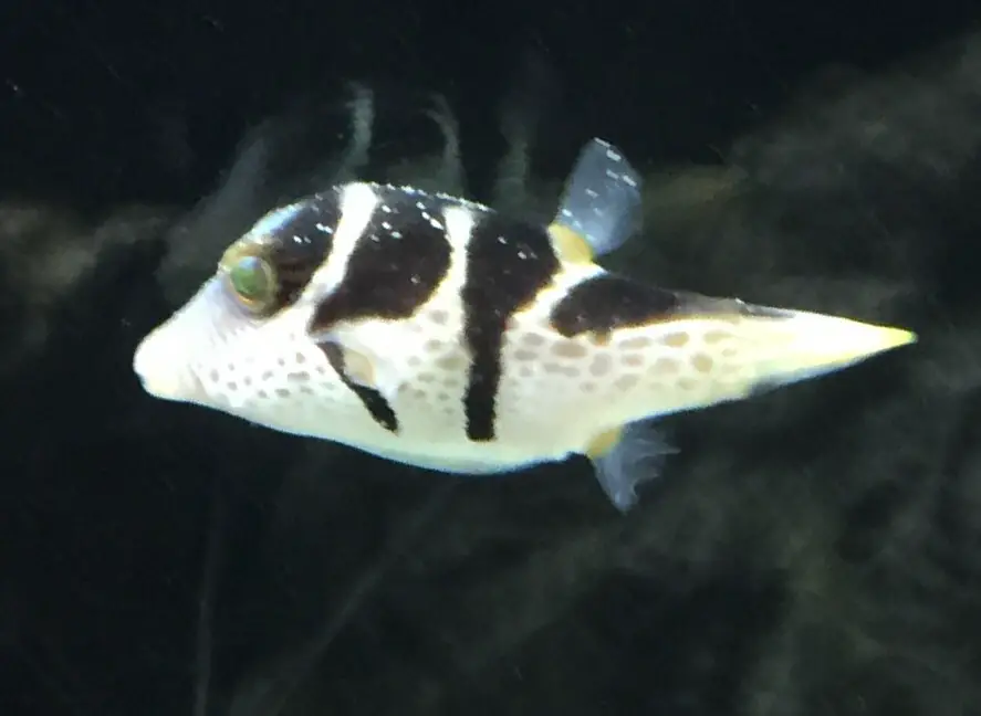 Itch (Ichtyophthirius)