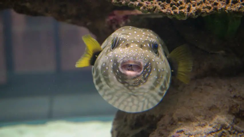pufferfish can grow to more than 61 centimeters