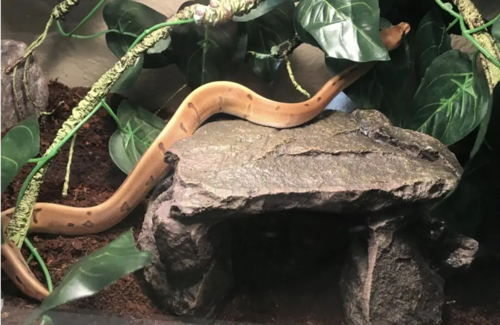 Snake Hide Zilla Reptile Habitat