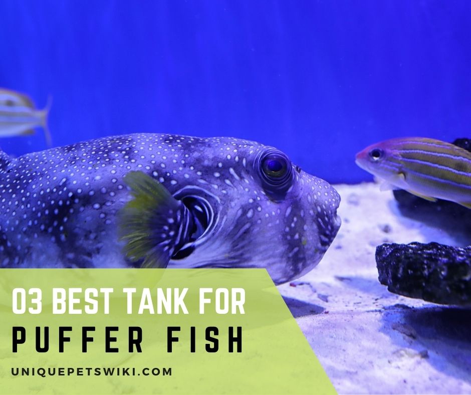 03 Best Tank for Puffer Fish
