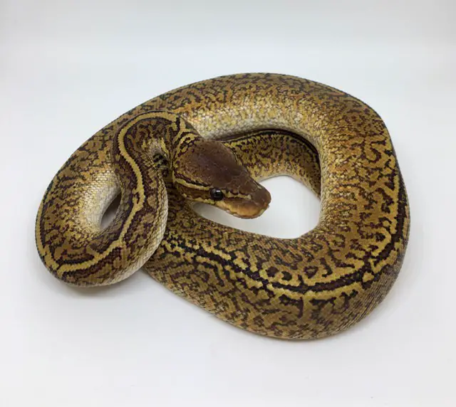 Monsoon Ball Python