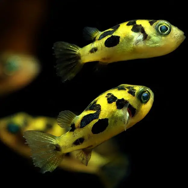 Image result for Dwarf puffer