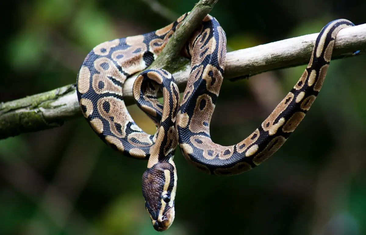 Wild-Caught Ball Pythons (Python Regius)